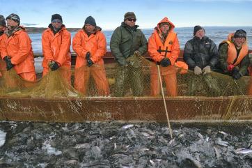 В России с начала года добыли более 1,1 миллиона тонн рыбы – ВАРПЭ